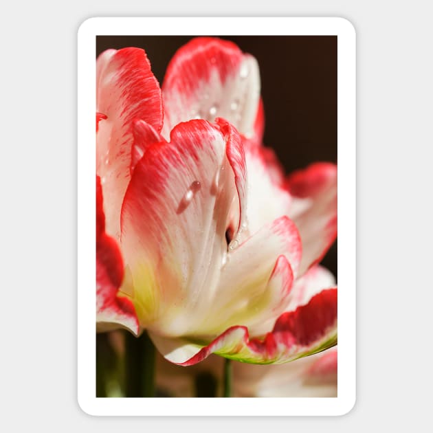 Parrot Tulip Greeting Card Sticker by mariola5